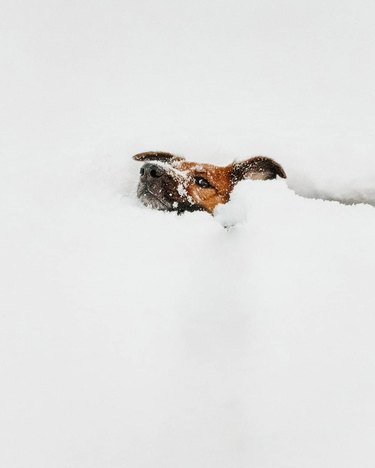 Dog struggling to keep head above snow.