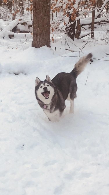 Husky looks happy about snow.