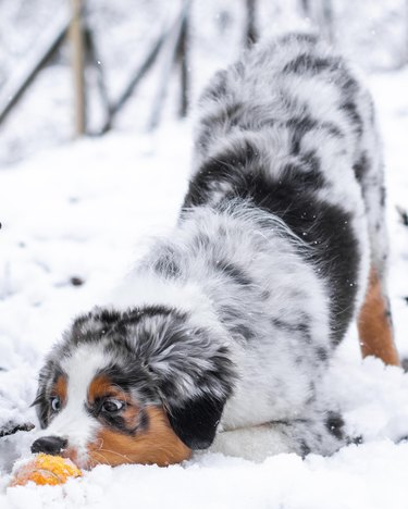 Australian Shepherd puppy play bows to orange ball in snow.