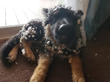 German Shepherd puppy with little snow balls clinging to fur.