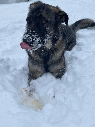 Dog laying in snow licking their muzzle.