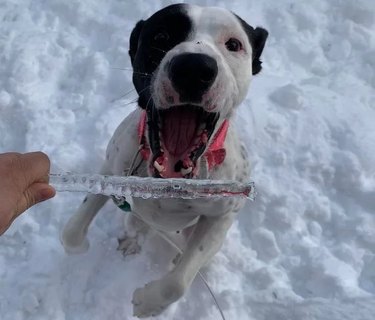 Dog jumping up to bite an icicle.