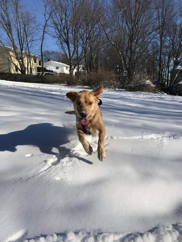 Dog leaping across snow-covered field.
