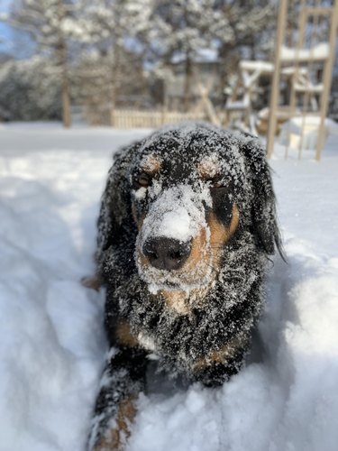 Snow-covered dog laying in snow.