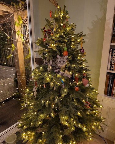 cat looking out from inside christmas tree