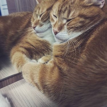 Cat sleeping with face pressed against mirror
