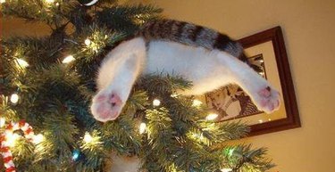 view of cat's legs while cat is stuck in Christmas tree