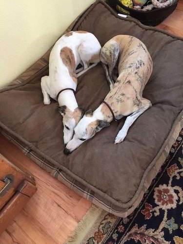 Greyhounds sleeping on the same bed in a heart shape