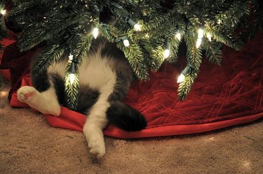cat under christmas tree like mechanic under car
