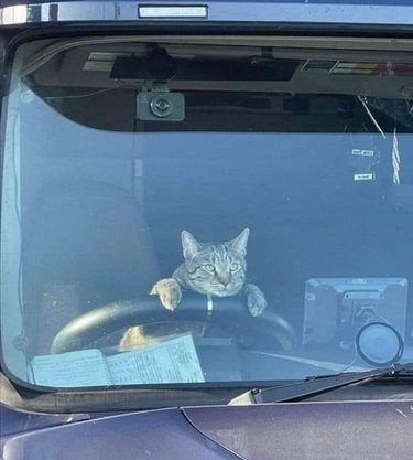 Cat hanging on steering wheel of truck