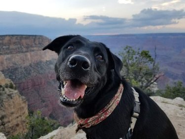 Happy dog at the Grand Canyon