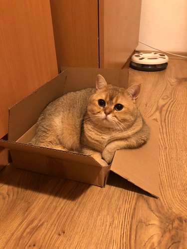 Cat resting its elbow on edge of box