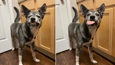 Dog eating peanut butter