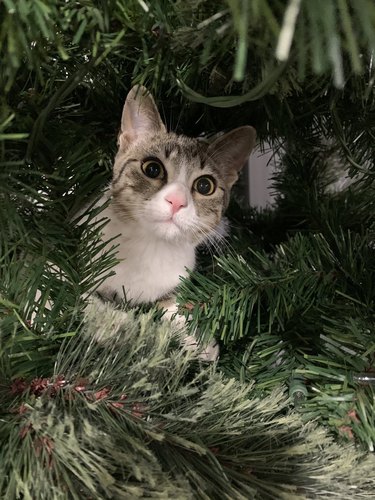 cat looking out from inside christmas tree