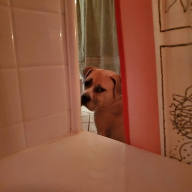 Dog standing guard outside bathtub