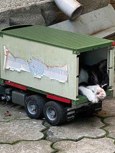 Cat sleeping in toy shipping truck