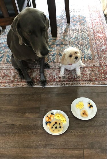 Large and small dog sitting in front of large and small plates of human breakfast food