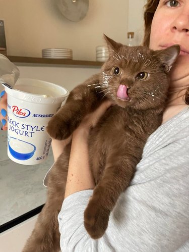 Cat with yogurt on its face