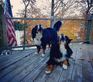 Dogs howling on outdoor deck
