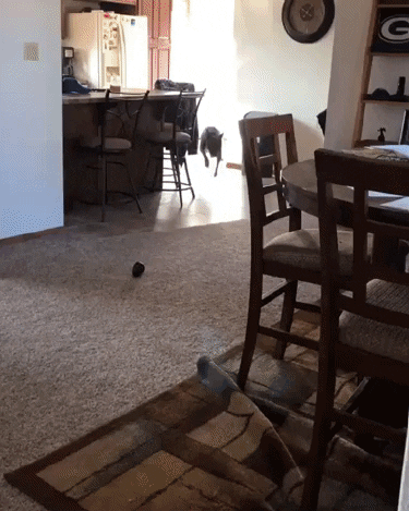 dog jumps onto couch and falls off again