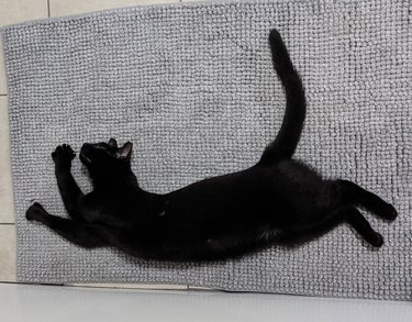 Cat stretching on bath mat