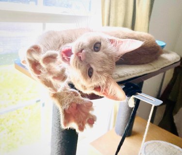 Orange cat stretching towards camera