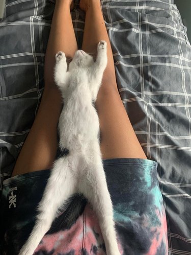 Kitten laying belly up on person's outstretched legs