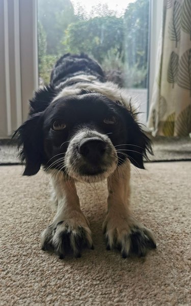 Dog doing downward dog yoga position