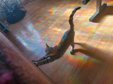 Cat stretching against wall