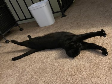 Black cat stretching on carpet