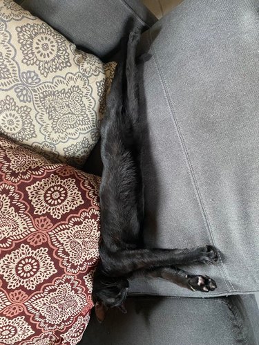 Black cat laying on couch with front paws outstretched