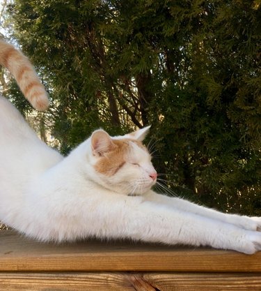 Cat stretching outdoors