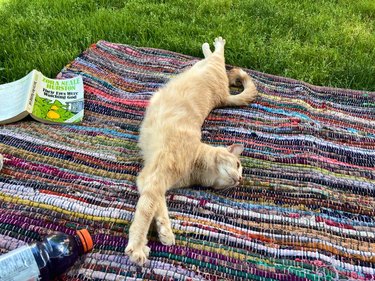 Ginger cat stretching on picnic blanket