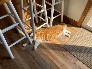 Fluffy orange cat stretching in a beam of sunlight