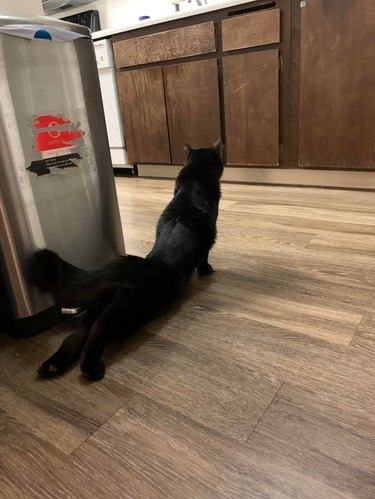 Long black cat stretching back legs