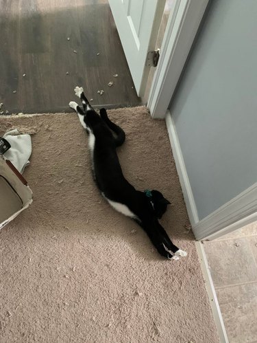 Tuxedo cat stretching next to ripped carpet