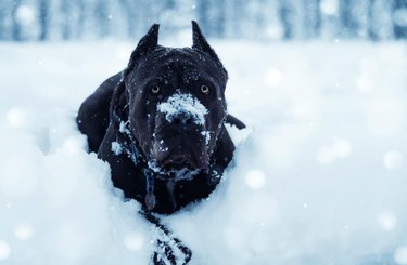 black dog in a pile of snow