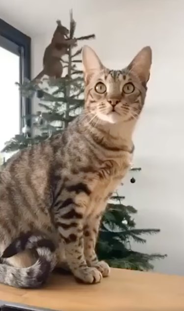 cat climbs Christmas tree