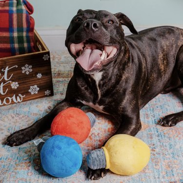 Brown pitbull with three vintage Christmas light-shaped squeaky toys in blue, yellow and red.