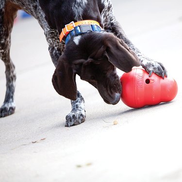 KONG wobbler toy