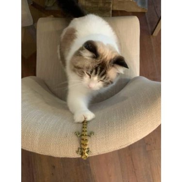 A brown and white cat on a white chair playing with a green Kitty Lizard Articulated Cat Toy