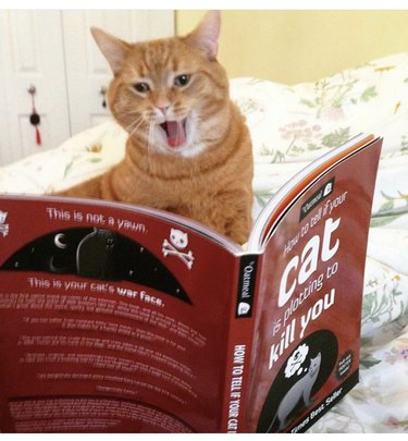 cat reads funny book