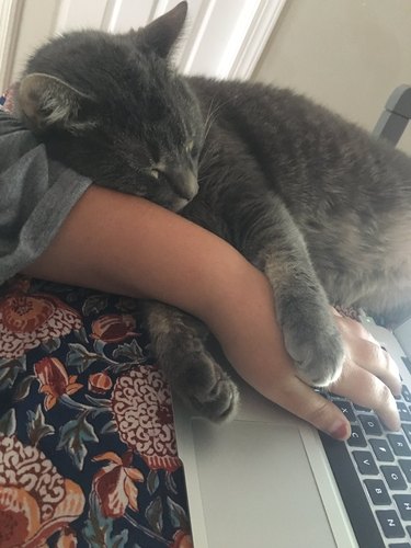 cat sleeps on persons arm and laptop