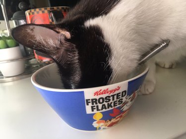 cat nibbles on cereal when human gets distracted
