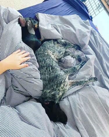 sleepy dog doesn't want to leave bed