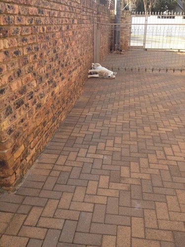 A dog lying sideways on a brick road, with his paws against a brick wall.