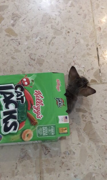 kitten explores cereal box