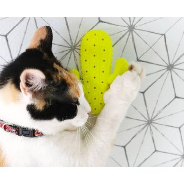 A calico cat resting with a Quirky Kitty Boredom Busters Cactus Dental Cat Toy