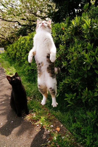 A tabby cat with a white belly is photographed mid vertical jump. It looks like he is hovering/flying.