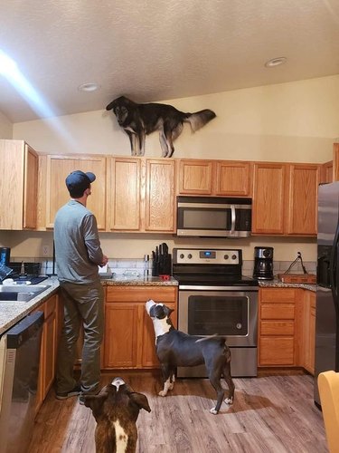 A dog standing on top of kitchen cabinets. A man and two other dogs look on with confusion.